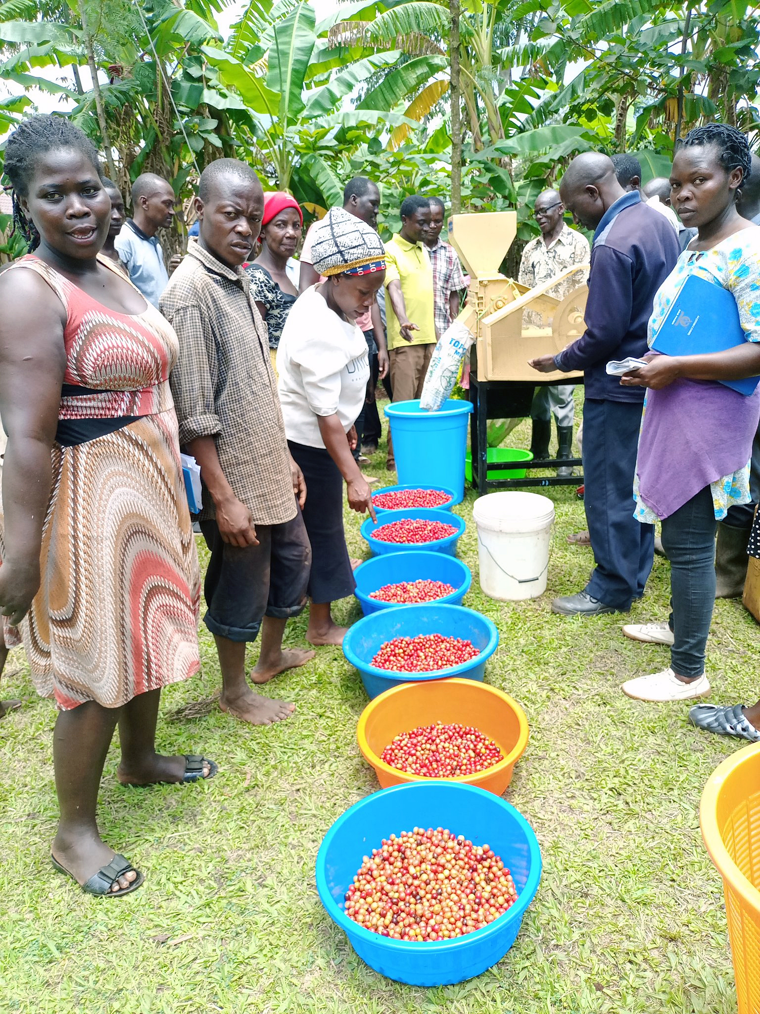 2 Mount Elgon Coffee